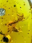 Fossil amber Insect burmite Burmese Cretaceous Mole cricket Predation Myanmar
