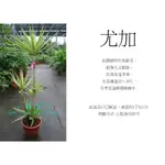 心栽花坊-尤加/象腳王蘭/斑葉尤加/銀葉/1尺2/含盆高約160/室內植物/觀葉植物/售價1600特價1400