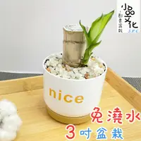 在飛比找蝦皮商城優惠-【小品文化】巴西鐵樹【現貨】3吋nice免澆水盆栽 室內植物