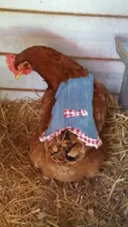 Chicken Saddle Hen apron Chicken back protection made is USA