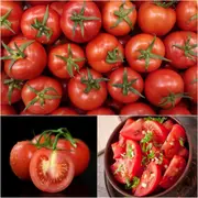 Tomato - Salad Special seeds