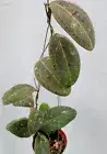 Hoya rintzii borneo [RJ0123] 1 pot , 1 plant , 12-14 inches