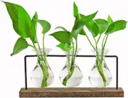 Hydroponic Plant Vase Propagation Station