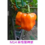 【萌田種子~】M14 蘇格蘭辣椒_橘黃色~種子8粒 , 辣辣辣 , 果型挑喜 , 每包16元~