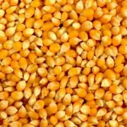 Ceylon Natural Popcorn kernels seeds high Quality 250 g - 5 kg