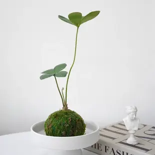 綠植盆栽 淨化空氣 墨西哥鐵苔蘚球|桌面書房新中式禪意常青綠植室內植物鐵樹