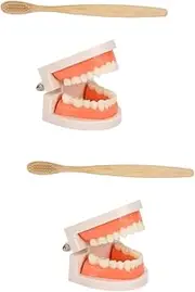 Mobestech Sets Teeth Model Toothbrush Boys and Girls Educational Model for Boys and Girls Teaching Tool Toy Fake Teeth Set