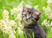 Ravensburger - Kitten in the Meadow Puzzle 500pc
