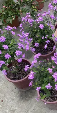 在飛比找露天拍賣優惠-🌳紫色馬櫻丹6吋盆 實物拍攝室內植物 觀葉植物 綠化植物