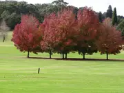 Buy Claret Ash Trees (Fraxinus oxycarpa)