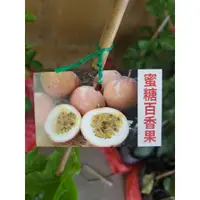 在飛比找蝦皮購物優惠-李家果苗 蜜糖百香果 5吋盆 嫁接苗 高度50-60公分單價