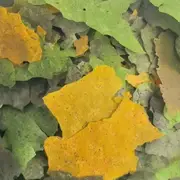 Spirulina Aquarium Tropical Flake Food For Fish Shrimp Snail Tank Aquarium