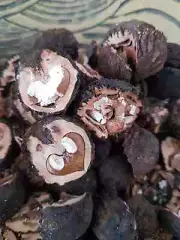 Black walnut in shell 250gr.(Juglans nigra) -1,1 in