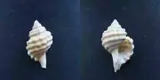 #NN200 Cymatium Echo Kurodo, Kii Japan 40.7mm sea snail shell