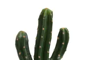 SAGUARO CACTUS