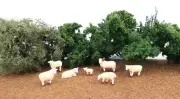 NEW Bachmann 33122 Sheep - HO Scale FREE US SHIP