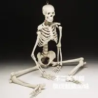 在飛比找Yahoo!奇摩拍賣優惠-【格倫雅】^85CM 人體骨骼模型85cm 骨架模型 骷髏模
