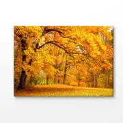 Autumn Leaves In The Forest Print 100% Australian Made 150x100cm (Stretched Canvas)