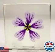 2.9" Real Purple Common Mallow Malva Sylvestris Flower in Crystal Clear Lucit