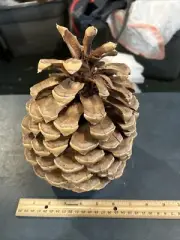 GIANT Jeffery Pine Cone Extra Large Huge Pickers Dropped From Tree In 2024