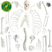 Human Model of Skeleton for Anatomy 67“ High with 200+ Bones Structures,Scientif
