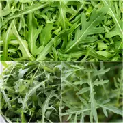 Rocket - Pronto seeds