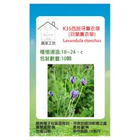 在飛比找PChome24h購物優惠-K35.西班牙薰衣草種子(新觀)10顆