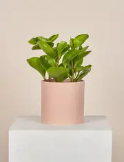 Peperomia + a Pink Pot