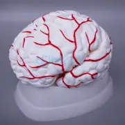 8 Parts Human Brain With Artery Fully Dissected Model for Medical Study Natural