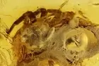 Jumping spider Salticidae with Unknown Egg! Rove beetles and Ants #11133R