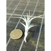 在飛比找蝦皮購物優惠-綠房子空氣 阿比達小  Tillandsia albida