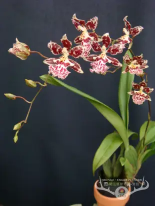 ★Mini Star★ 千姿蘭園Chian-Tzy Orchids 文心蘭 Oncidium - 甜紅豆