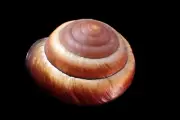 Sea shell - Monadenia fidelis- 69mm