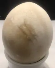 Blank Ostrich Egg Shell for Crafts, Decoration, Paintings