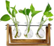 Desktop Glass Planter Plant Propagation Station