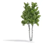 HO Scale Scenery - 6797 - H0 Double trunk birch