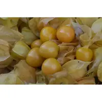 在飛比找蝦皮購物優惠-金黃燈籠果種子 燈籠果 黃姑娘燈籠果 水果種子  (農產種子