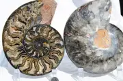 Large Black Ammonite Pair Crystals 110myo Dinosaur age Fossil 172mm 6.8" 9550bb