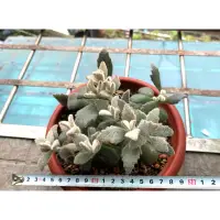 在飛比找蝦皮購物優惠-多肉 仙人掌 植物 Kalanchoe 景天科伽藍菜屬 兔耳