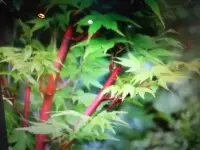 在飛比找Yahoo奇摩拍賣-7-11運費0元優惠優惠-特殊少見的日本品種名字叫紅骨，珊瑚閣，紅楓樹槭樹，只有一盆，
