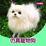 仿真寵物狗 博美犬/博美狗/松鼠犬/仿真狗/寵物玩偶/動物模型/兒童節/可愛/擺飾/03 現貨 Q148