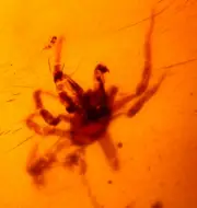 Giant Spider with Fangs Displayed Insects in Burmite Amber Fossil Dinosaur Age