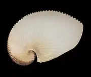 Seashells Argonauta argo 183.8mm.Aquarium Decoration Products