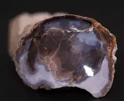 Fossil Petrified Wood 4.2" long Schinoxylon Blue Forest Wyoming WY COA 3642