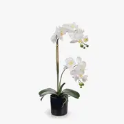 White Orchid Phalaenopsis in Pot - 55cm