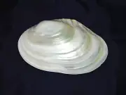 Cebu Clam Freshwater Clam Chamberlainia Hainesiana polished sea shell 11in 27cm
