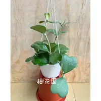 在飛比找蝦皮購物優惠-樹花園～心葉毬蘭、愛心毬蘭、球蘭