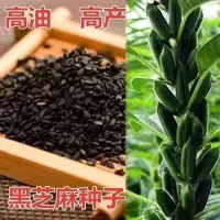 在飛比找蝦皮購物優惠-現貨、種子 黑芝麻種子純黑種子高油高產優質黑芝麻糊蔬菜種子四