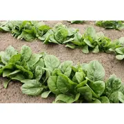 SPINACH ENGLISH 'Winter Giant' seeds