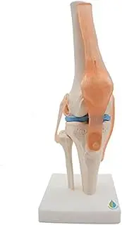 Anatomical Knee Joint Human Knee Joint Teaching Model with Ligaments Model, Life Size